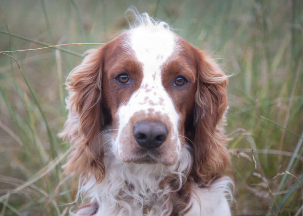 #42. Welsh springer spaniel